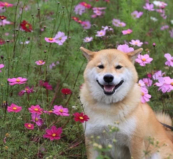 Maru In Flowers