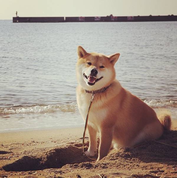 Maru On The Beach