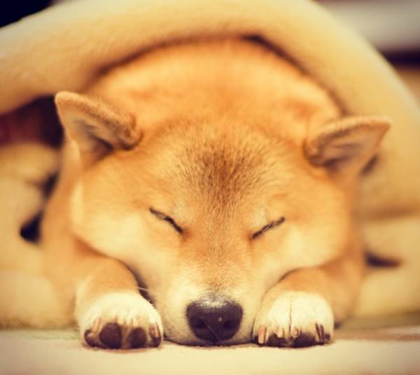 Maru Sleeping