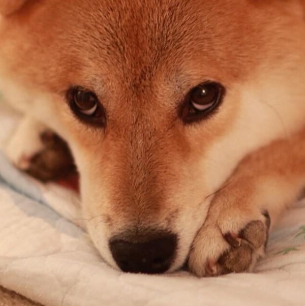 Marutaro