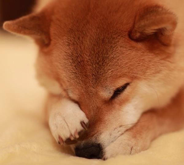 Most Popular Dog On Instagram