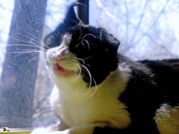 Pictures Of Cats About To Sneeze