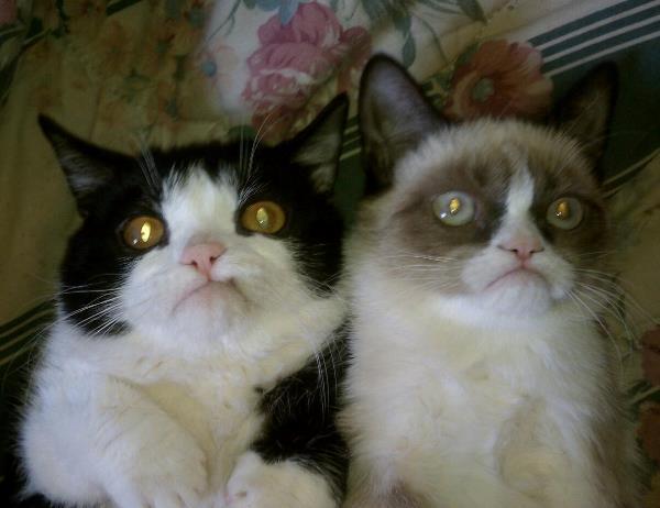 Pokey And Tardar Sauce