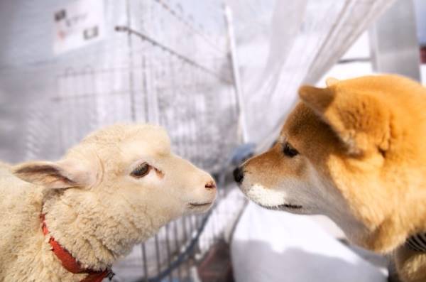 Shiba Inu And Lamb