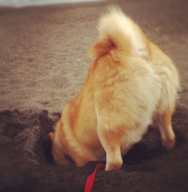 Shiba Inu Butt