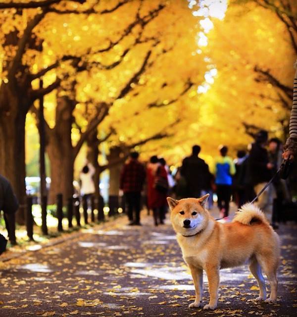 Shiba Inu Photos Fall