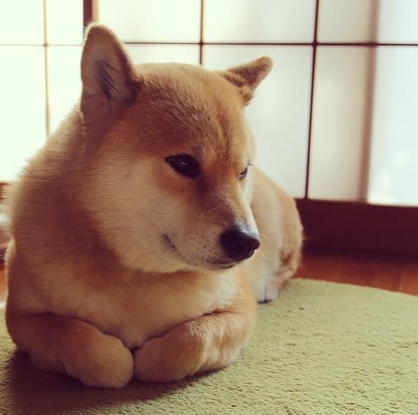 Shiba Inu Folded Legs