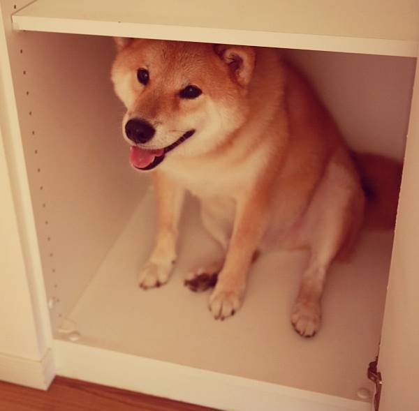 Shiba Inu In A Box