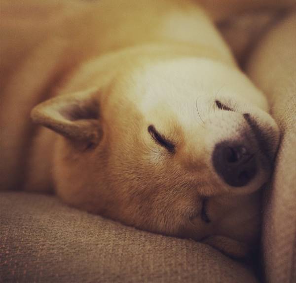 Shiba Inu Laying Sideways