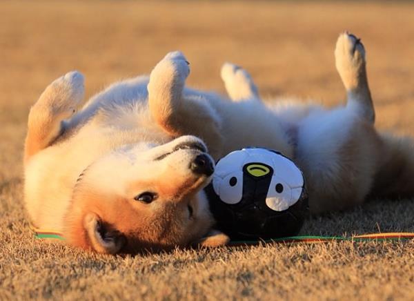 Shiba Inu On His Back
