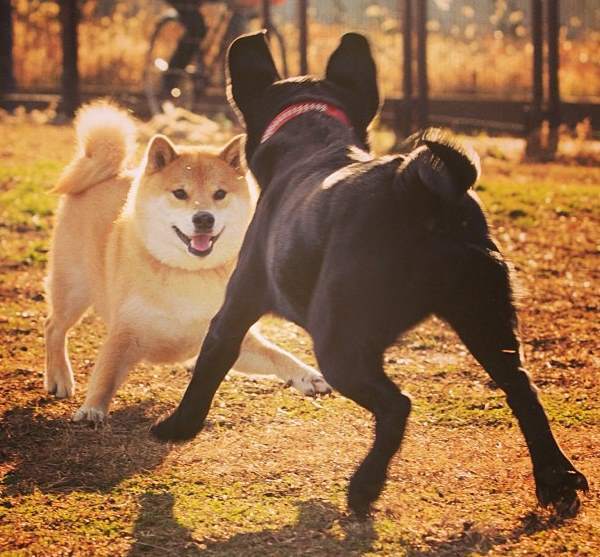 Shiba Inu Playing With Black Dog