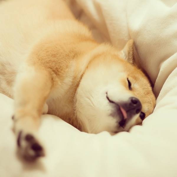 Shiba Inu Sleeping
