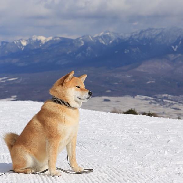 Shiba Inu Snowy Mountain Photograph