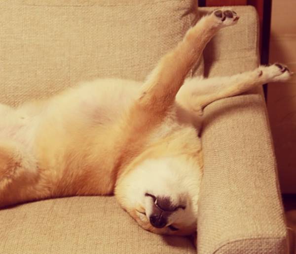 Shiba Inu Stretching