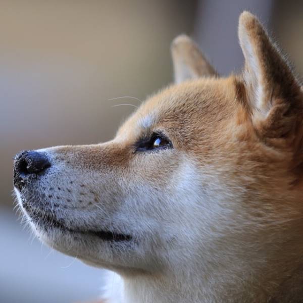 Shiba Inu