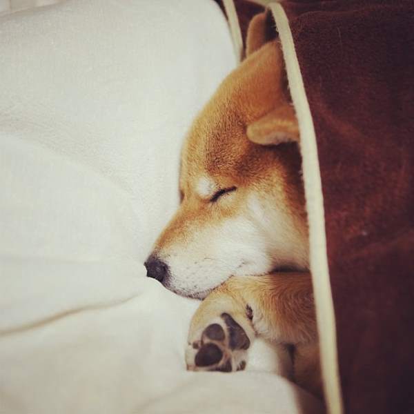 Sleeping Marutaro