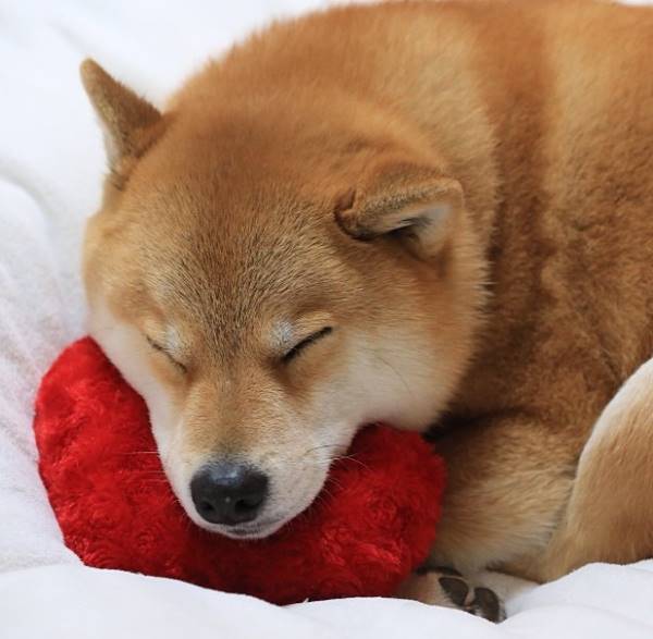 Sleeping Shiba Inu