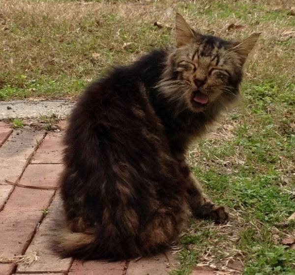 Sneezing Cats