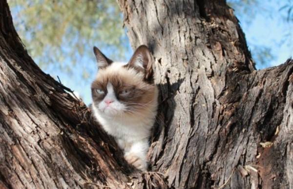 Tardar Sauce In A Tree