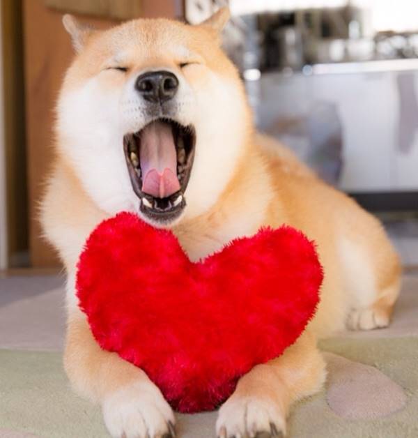 Yawning Shiba Inu
