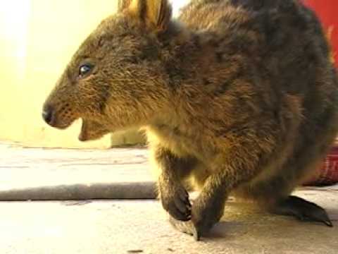 Video thumbnail for youtube video 26 Adorable Pictures Of The Quokka, The Happiest Animal On Earth