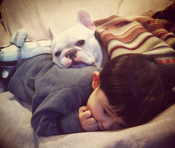 Bulldog Rests On Kid