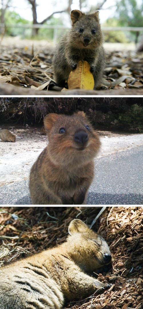 Quokka Images
