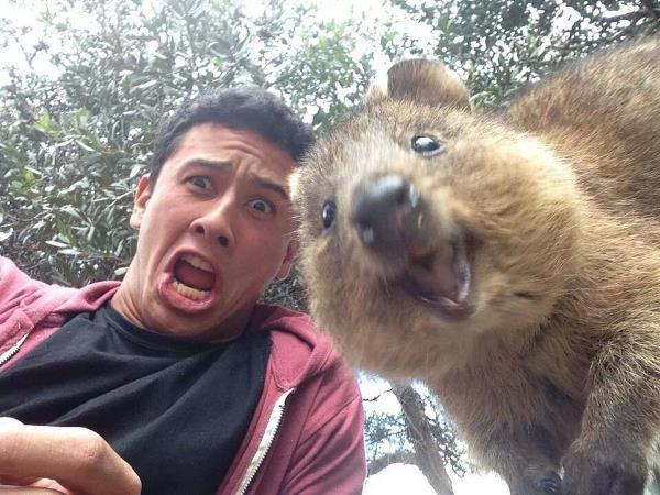 Quokka Photobomb