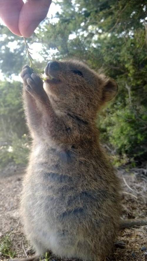 Quokka Pictures