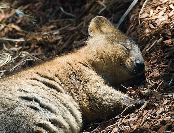 Quokka Sleeping