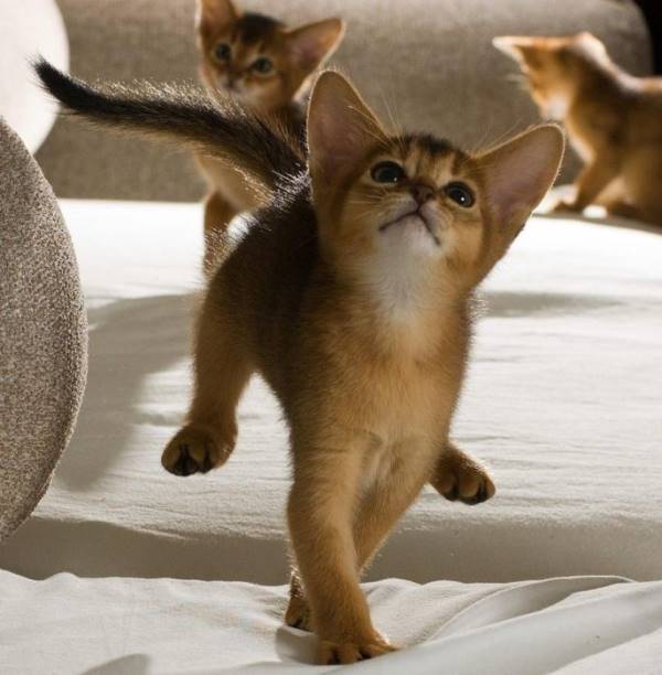 Big Eared Kittens