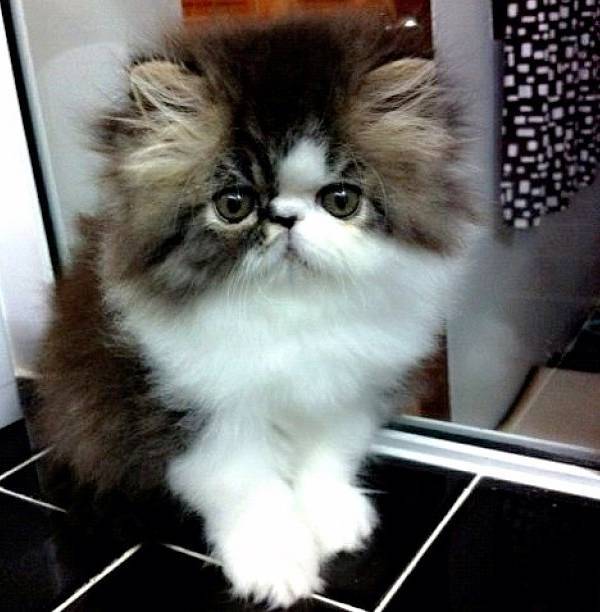 Exotic Short Hair Kitten