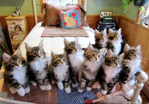 Litter Of Kittens
