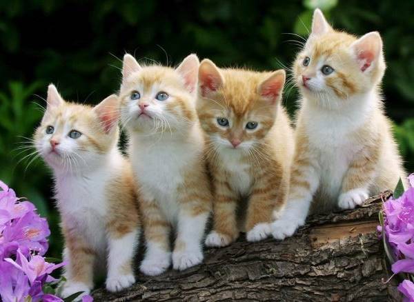 Orange Kitten Litter