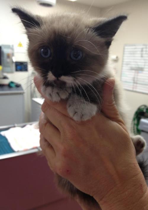 Scared Cat