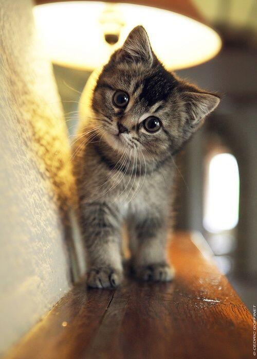 Small Cats