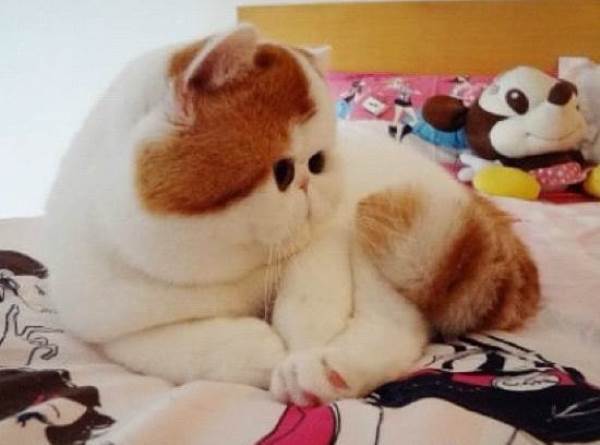 Snoopybabe Kitten