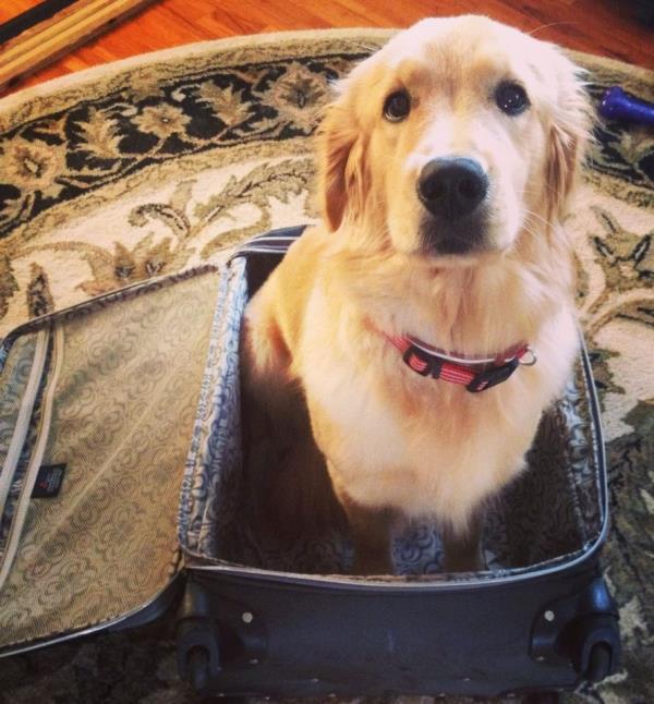 Adorable Golden Retriever Pictures