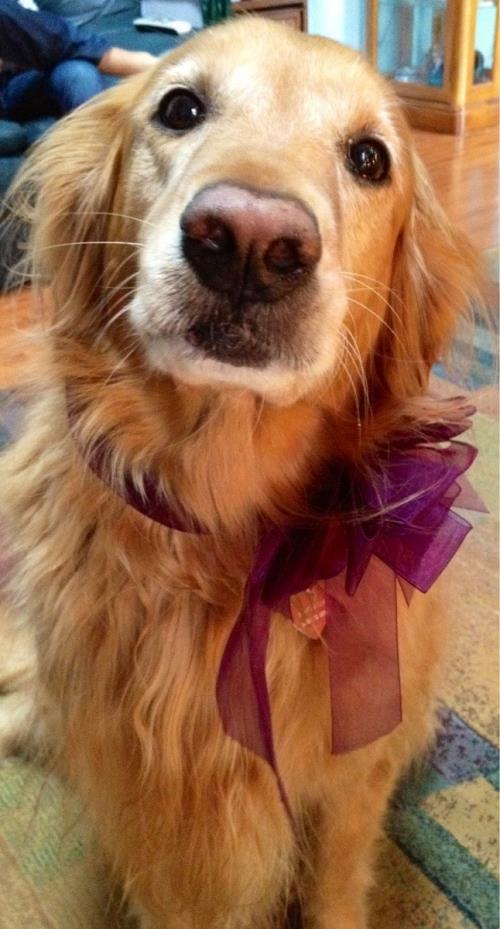 Adorable Golden Retriever