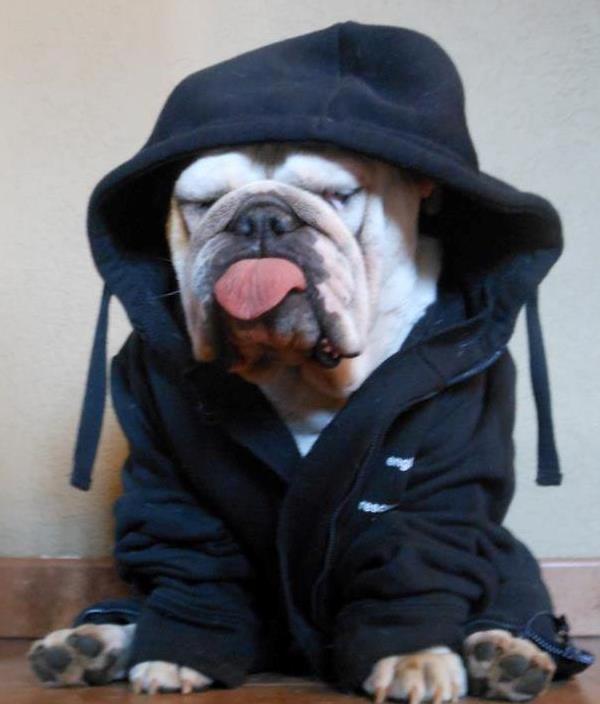 Bulldog Sticking His Tongue Out