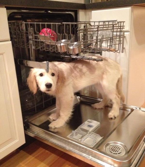 Cute Golden Retriever Photos