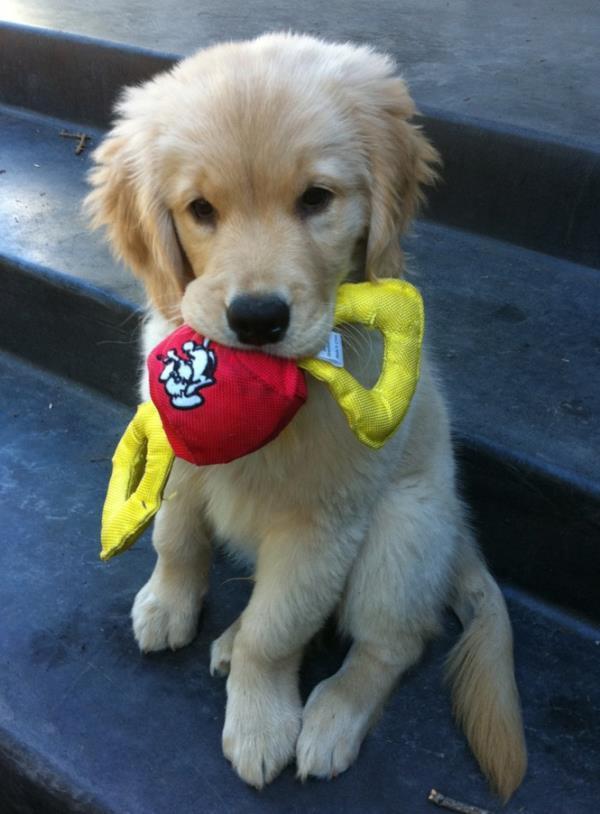 Cute Golden Retriever
