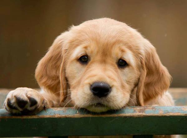 Cute Retriever Puppy