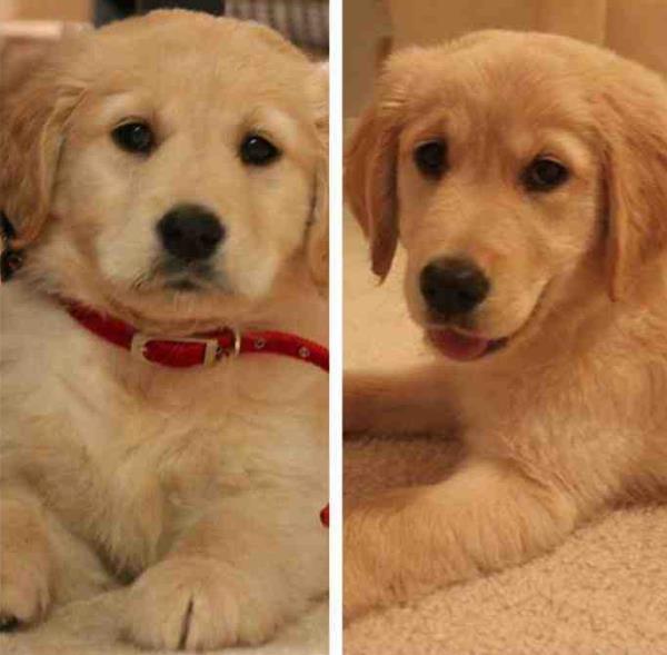 Cutest Golden Retriever Pictures Puppy