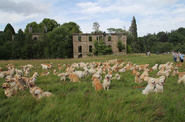 Flock Of Golden Retrievers