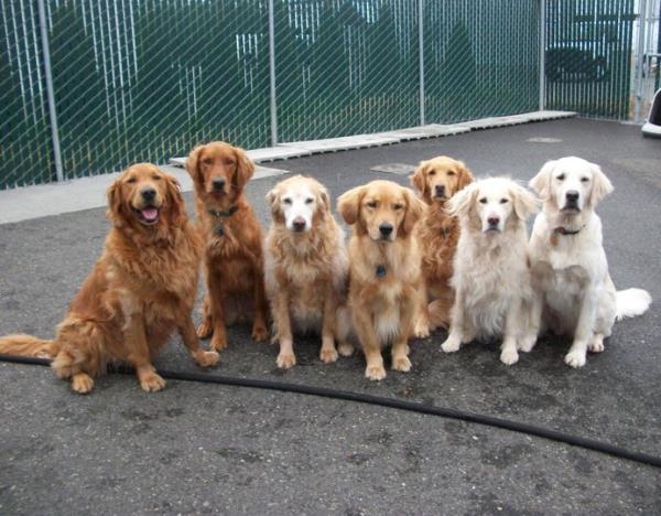 Golden Retriever Photos