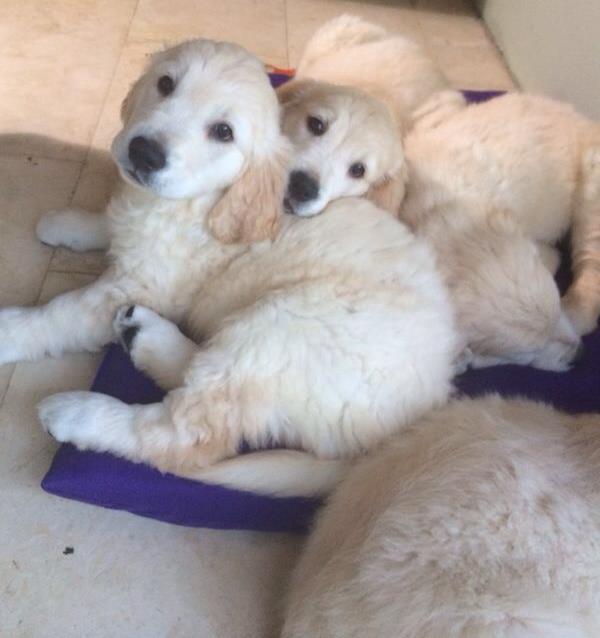 Golden Retriever Puppies Together