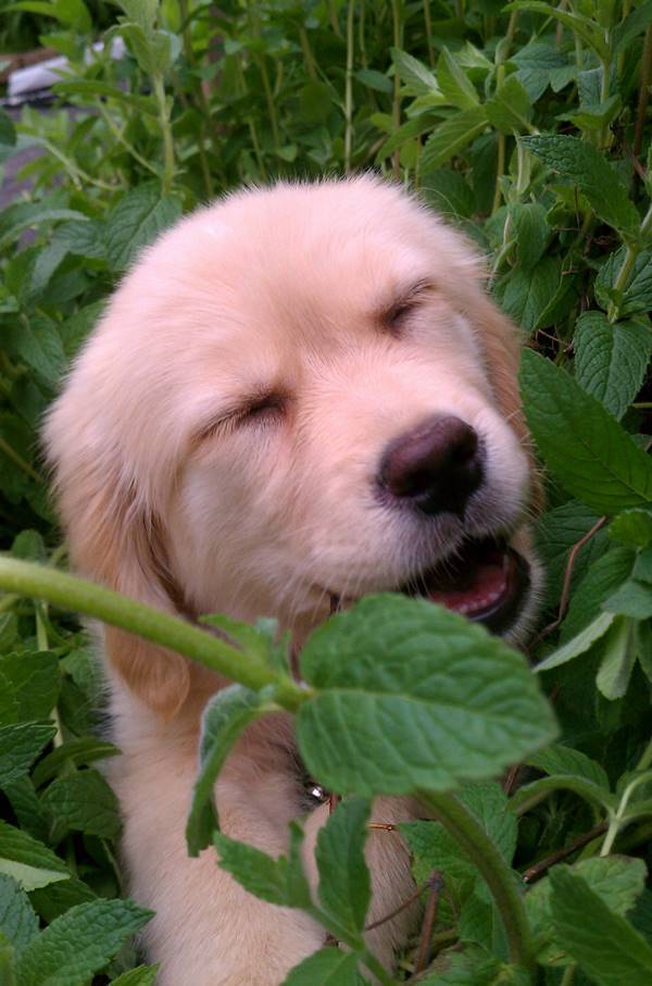 Smiling Golden Retriever Puppy