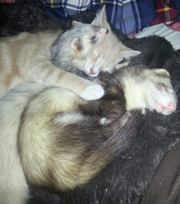 Adorable Ferret Family Adopts Kitten