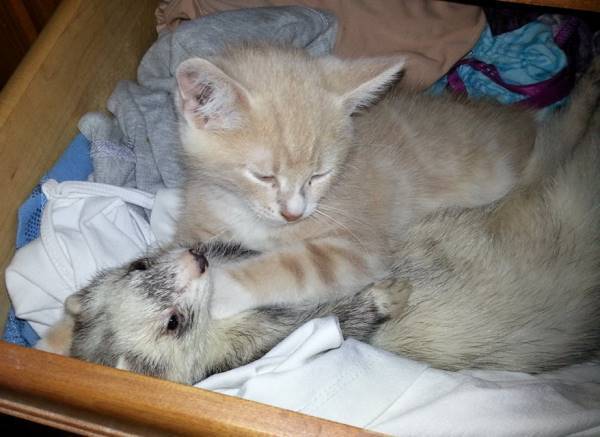 Aww Kitten & Ferret